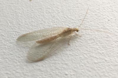 <i>Chrysoperla carnea</i>