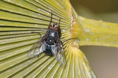 Calliphoridae