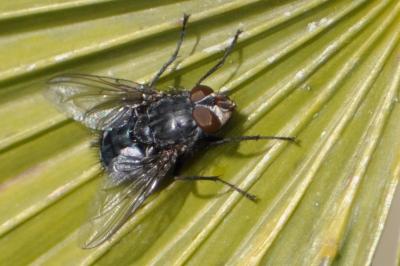 <i>Calliphora vomitoria</i>