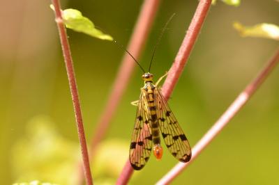 <i>Panorpa germanica</i>