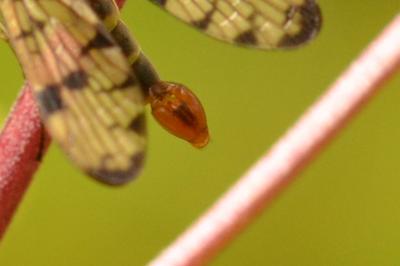 <i>Panorpa germanica</i>