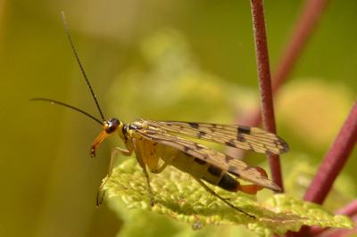 <i>Panorpa germanica</i>
