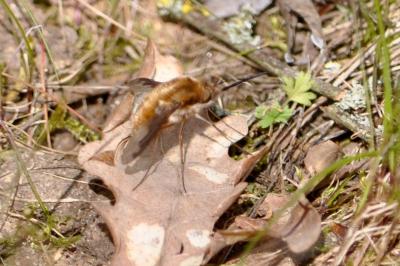 <i>Bombylius major</i>