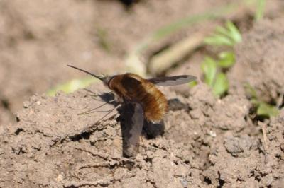 <i>Bombylius major</i>