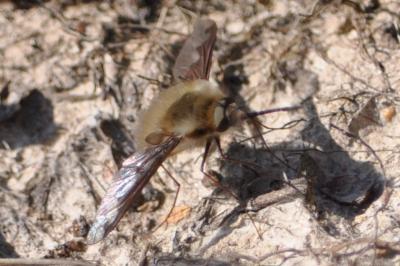 <i>Bombylius major</i>