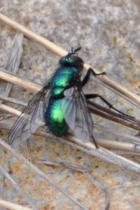 <i>Gymnocheta viridis</i>