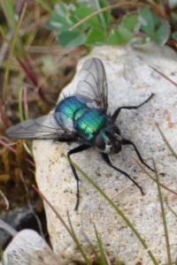 <i>Gymnocheta viridis</i>