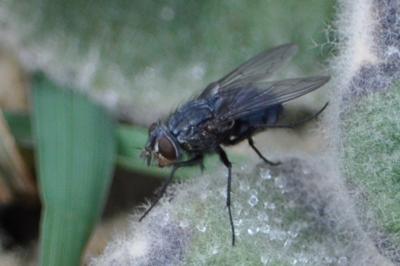 <i>Calliphora vomitoria</i>