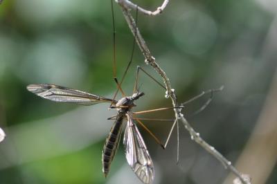 <i>Tipula oleracea</i>