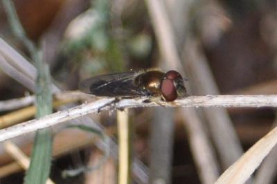 <i>Platycheirus</i>