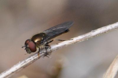 <i>Platycheirus</i>