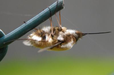 <i>Bombylius major</i>