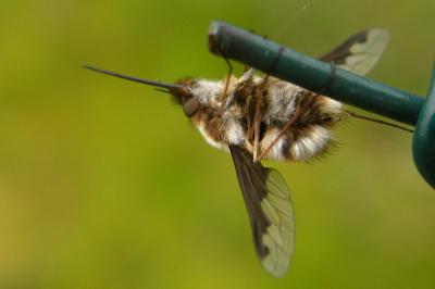 <i>Bombylius major</i>