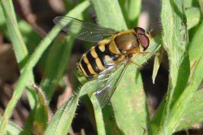 <i>Eupeodes corollae</i>