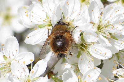 <i>Tachina lurida</i>