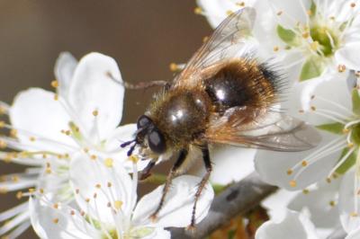 <i>Tachina lurida</i>