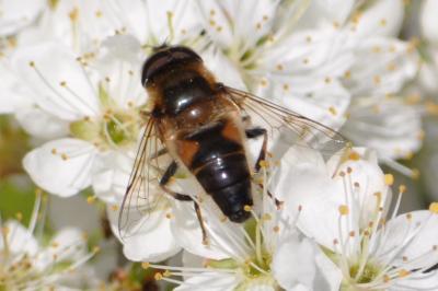 <i>Eristalis</i>