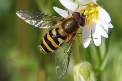 <i>Eupeodes corollae</i>