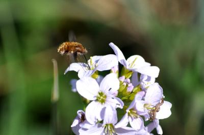 <i>Bombylius major</i>