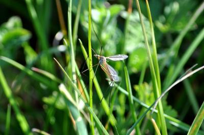 <i>Tipula paludosa</i>