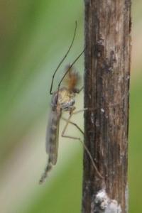 <i>Chironomus</i>
