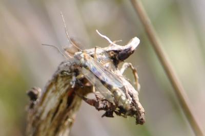 <i>Chironomus</i>