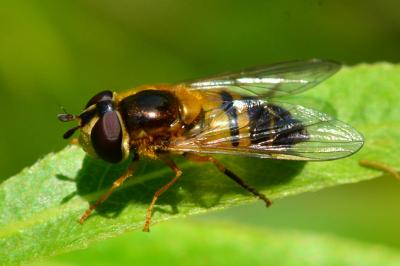 <i>Epistrophe eligans</i>