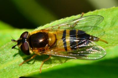 <i>Epistrophe eligans</i>