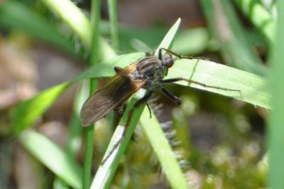 Empis tessellata