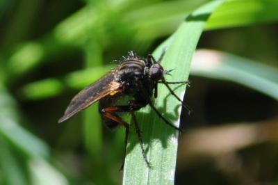 <i>Empis tessellata</i>