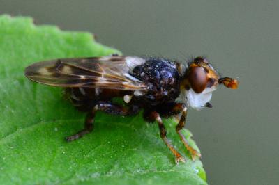 <i>Myopa buccata</i>