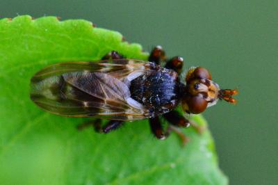 <i>Myopa buccata</i>