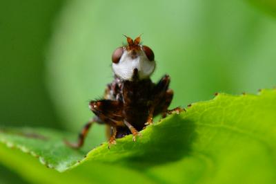 <i>Myopa buccata</i>