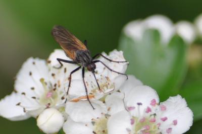 <i>Empis tessellata</i>