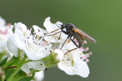 <i>Empis tessellata</i>