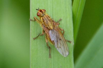 <i>Scathophaga</i>