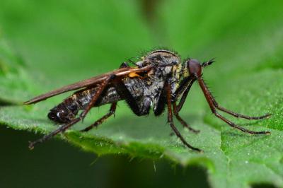 <i>Empis tessellata</i>