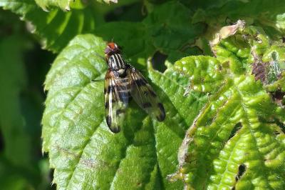 <i>Otites porcus</i>