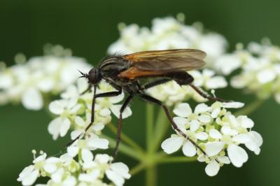 <i>Empis tessellata</i>