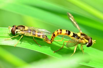 Sphaerophoria scripta