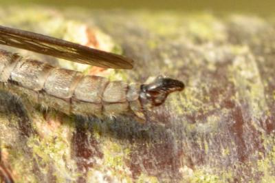 Tolmerus atricapillus