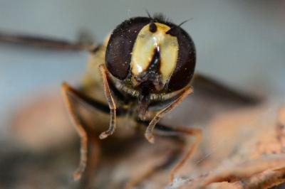 Eupeodes corollae