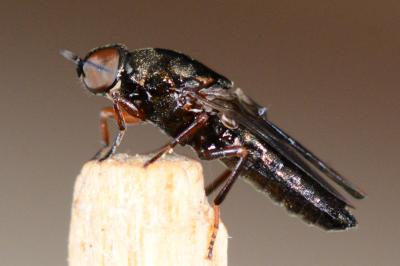 Scenopinidae