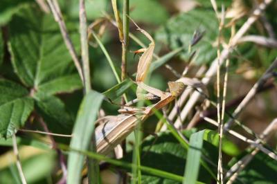 Mantis religiosa