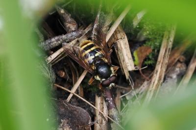 <i>Sericomyia silentis</i>