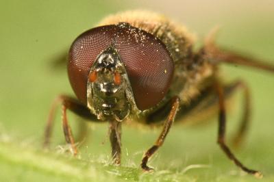 <i>Cheilosia</i>