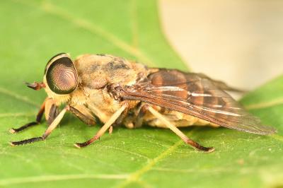 <i>Tabanus sudeticus</i>