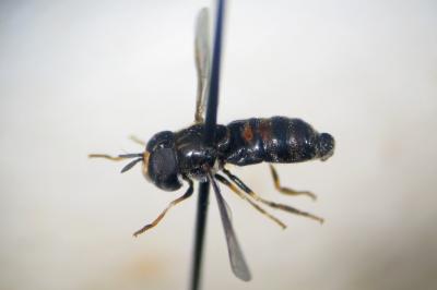 <i>Paragus albifrons</i>