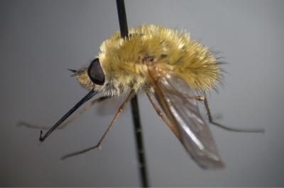 <i>Systoechus ctenopterus</i>