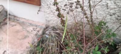 <i>Clonopsis gallica</i>
